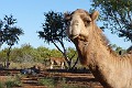 Curious Visitor At Camp